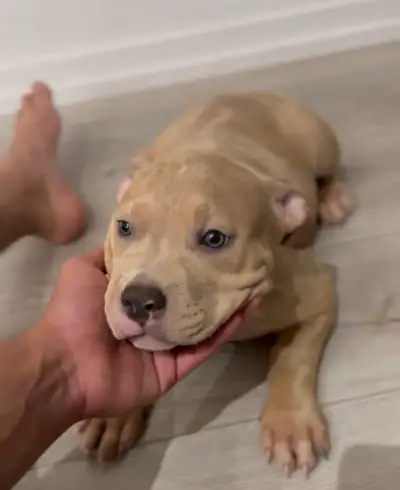 pups for sale!, View more