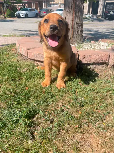 Australian shepherd x Labrador pups READY TO GO, View more