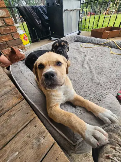 Puppies READY THIS WEEKEND, View more