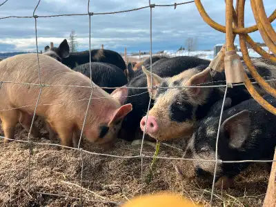 Heritage Wiener pigs, View more