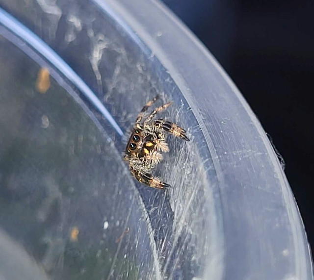 Phidippus Regius jumping spiders in Other Pets for Rehoming in Peterborough - Image 4