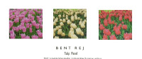 Tulip Panel By Bent Rej Art Print Size 35.5 x 12 in flower, gard