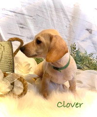 Sweet Miniature Dachshunds Available 