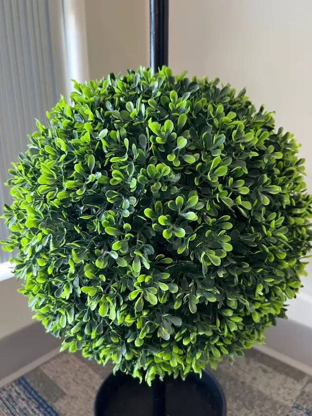 Lush Green Boxwood Trees: Durable & UV-Protected for Outdoor in Outdoor Décor in Mississauga / Peel Region - Image 6