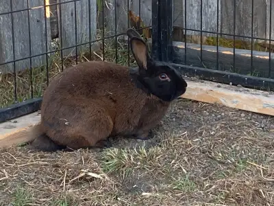 Californian mix meat rabbits, View more