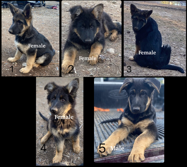 German Shepherd Puppies  in Dogs & Puppies for Rehoming in Whitehorse