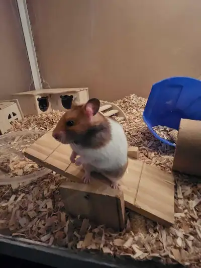 Hamster (Syrian) - 2 months old female, View more