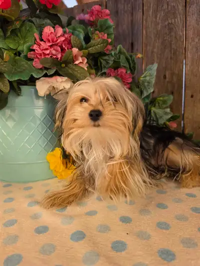 Ce petit cœur né le 21 octobre cherche sa famille pour la vie. C’est un mâle Morkie (croisement York...