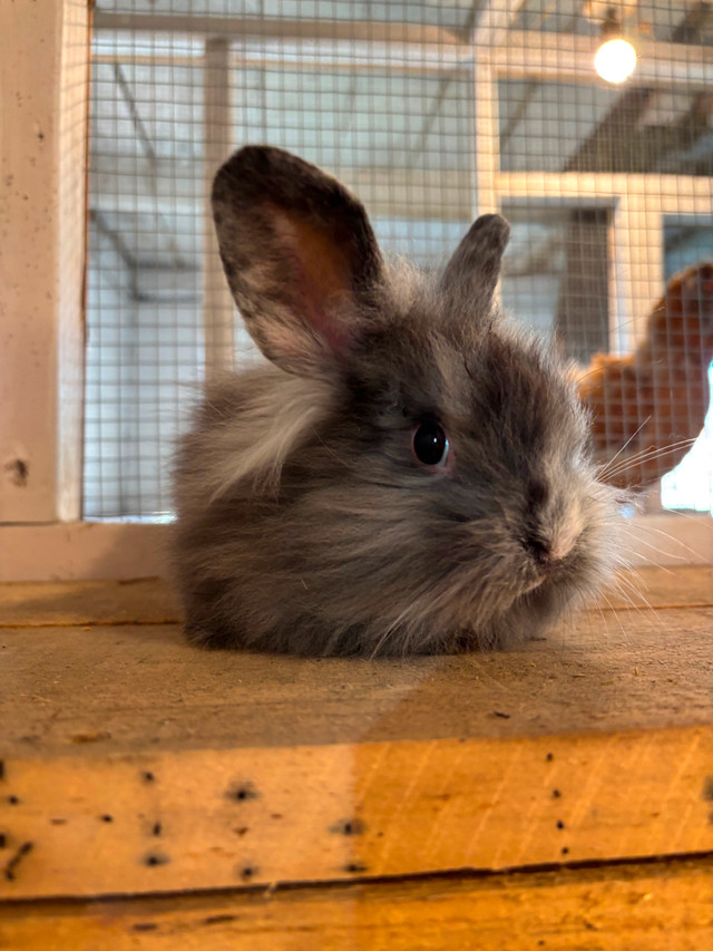 Bunnies in Small Animals for Rehoming in Ottawa