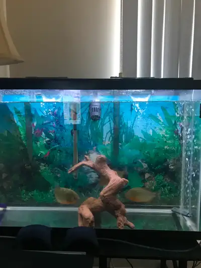 RED BELLY PIRANHAS WITH 45 G HOME TANK CLEARANCE!, View more