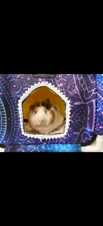 Male Guinea pig, View more