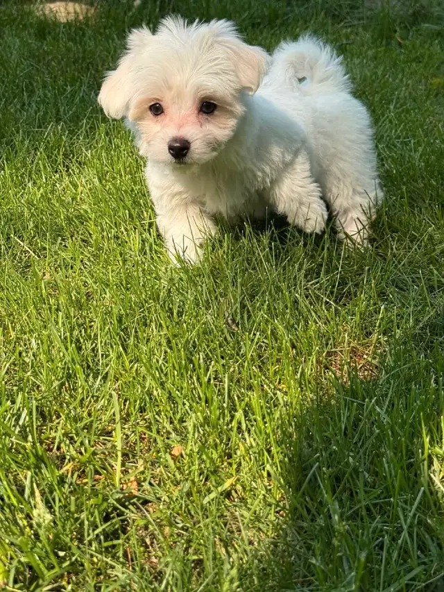 Gorgeous Maltese puppy in Dogs & Puppies for Rehoming in City of Toronto - Image 6