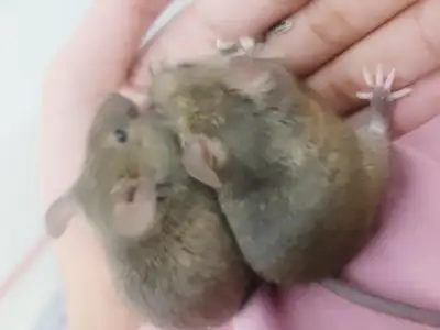 Bonded Male Mice – Healthy & Friendly – free, View more