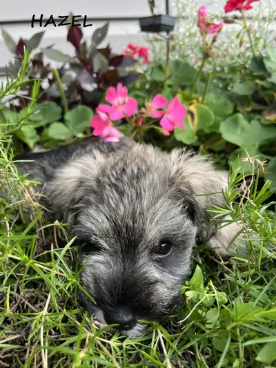Ready next week - Miniature Schnauzer puppies, View more