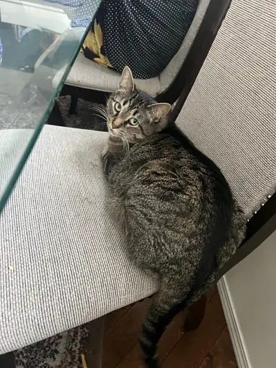 Misssing Cat Please Contact If Found , View more