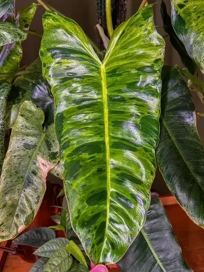 mottled philodendron, View more