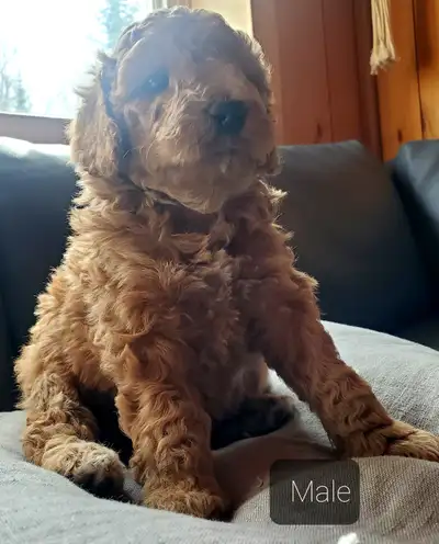 Miniture poodle puppies, View more