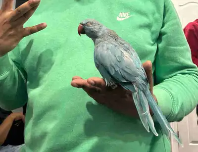 Indian ring neck for sale, View more