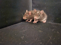 Bébés rats à vendre/Baby rats for sale 