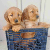 Purebred Golden Retriever Puppies!