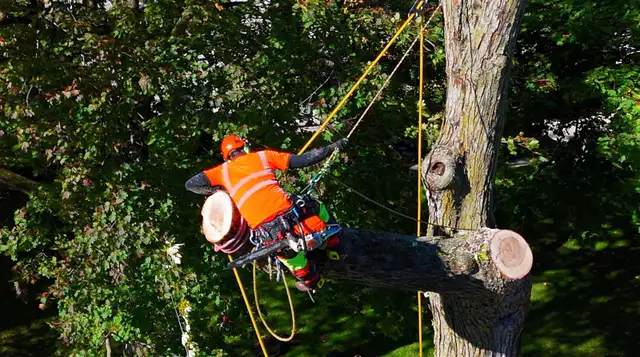 Professional Tree cutting Tree Trimming TreePruning hedge | Lawn, Tree ...