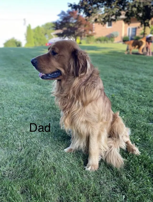 Purebred Red Retriever Puppies in Dogs & Puppies for Rehoming in Norfolk County - Image 8