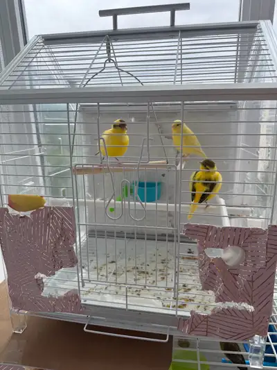 Canary Rehoming, View more