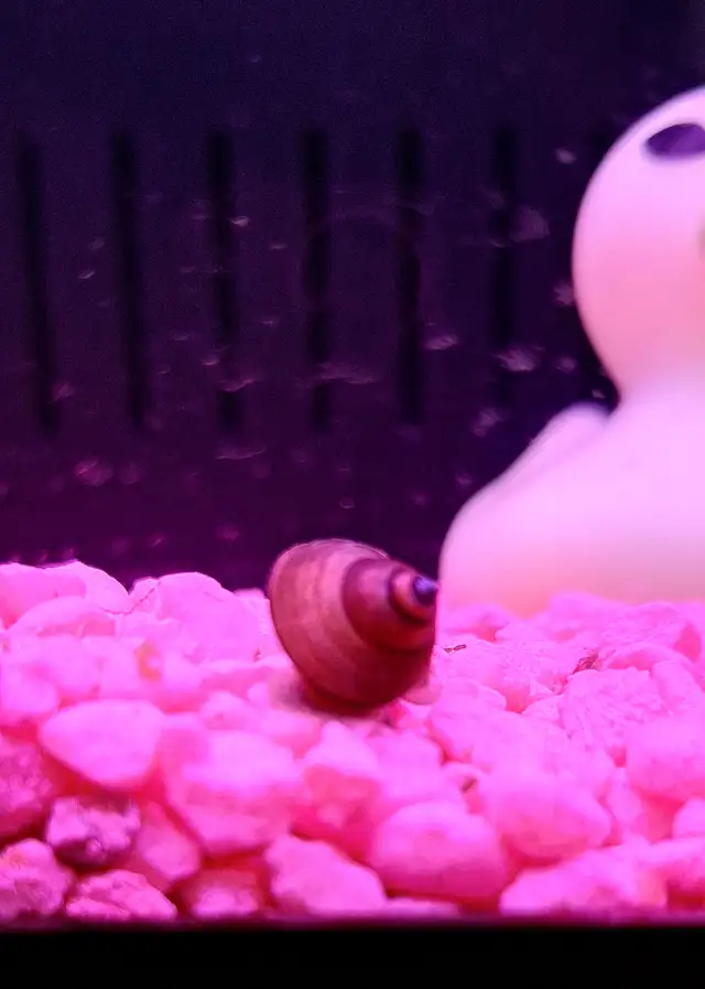 Wizard Snails in Other Pets for Rehoming in Moncton - Image 4