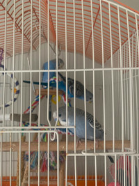Looking to rehome 3 young budgies (approx. 6 months old)