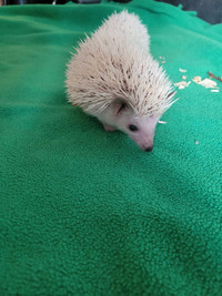 2 male babies hedgehogs looking for forever homes born January 1
