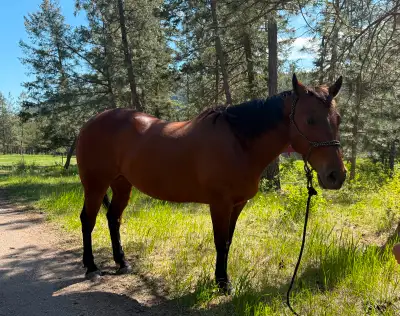 15 year old grade gelding, View more
