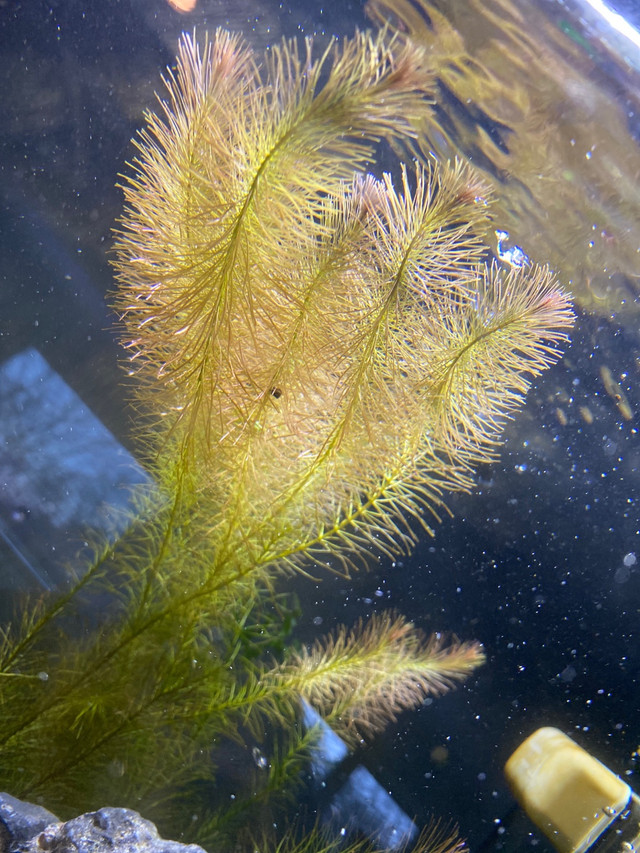 Aquarium plants in Fish for Rehoming in City of Halifax
