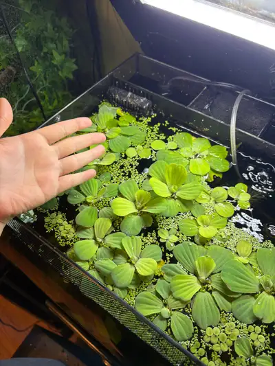 Dwarf water lettuce, View more