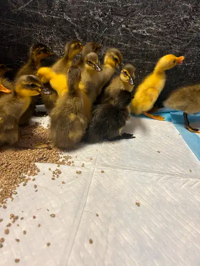 These are top quality pure Indian runner ducklings. They don’t waddle-they run! Parents are exhibiti...