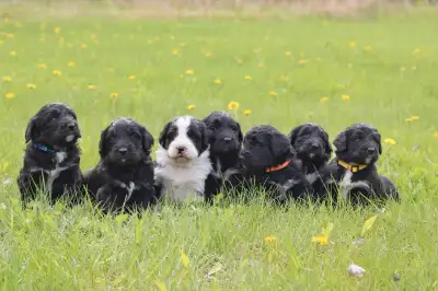 I have seven F1 Bernedoodle puppies which will be ready for their new homes on 19.June 2025! There a...