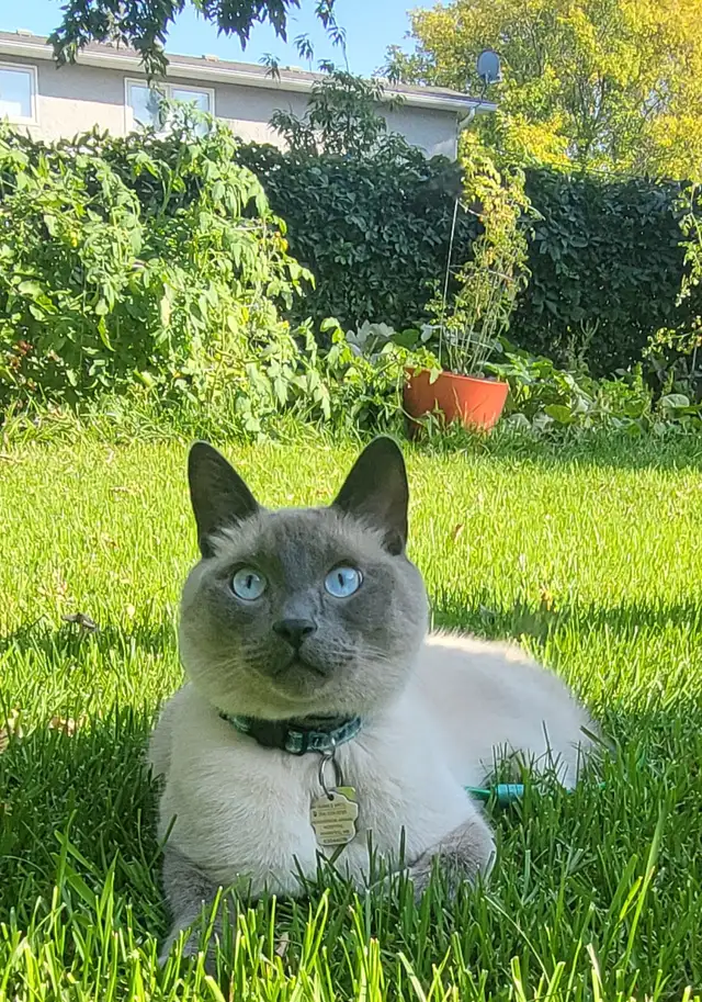 Rehoming 5.5 Year Old Male Siamese/Russian Blue in Cats & Kittens for Rehoming in Winnipeg - Image 7
