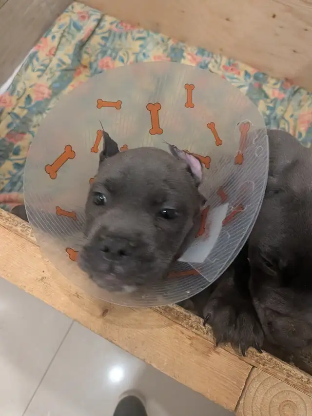 Cane Corso pups,, gray, blue, brindle , formentino in Dogs & Puppies for Rehoming in Markham / York Region - Image 19