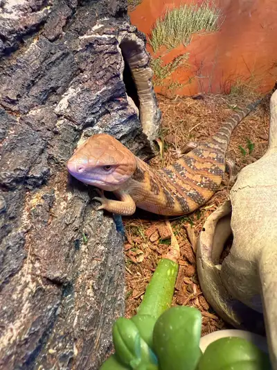 Young captive bred Northern Blue tongue skink. $699.