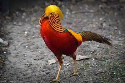 ISO: Chinese Golden Pheasants, View more