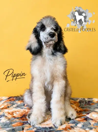 Standard Poodle Puppies, View more