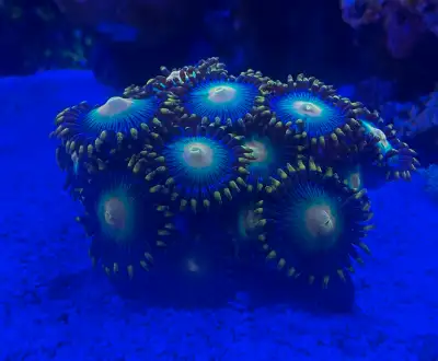 Add a vibrant touch to your reef aquarium with these stunning, used Zoanthid corals, also known as Z...