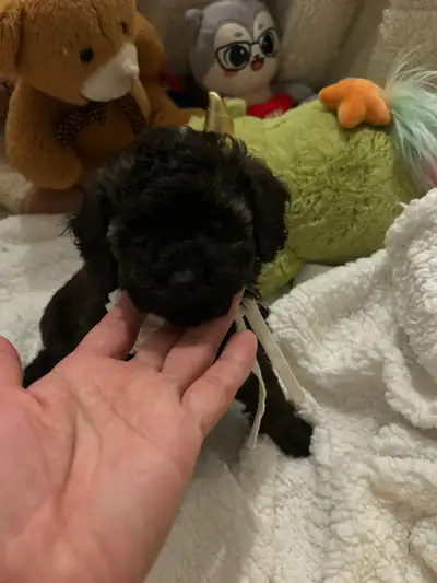 So beautiful toy poodle  puppies looking for a new homes, View more