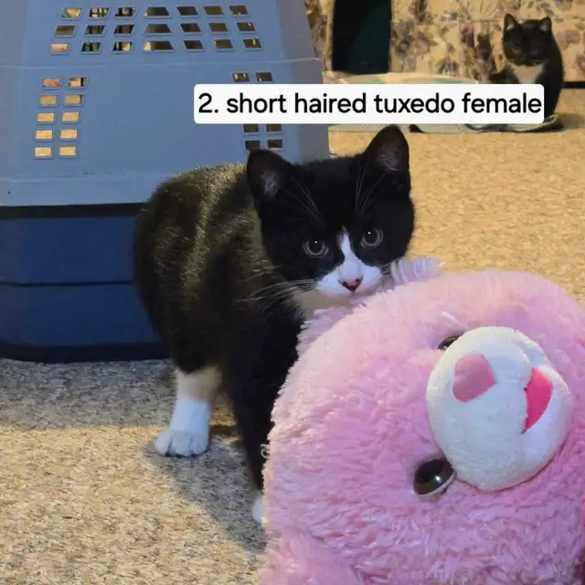 Cute Kittens in Cats & Kittens for Rehoming in Annapolis Valley - Image 4