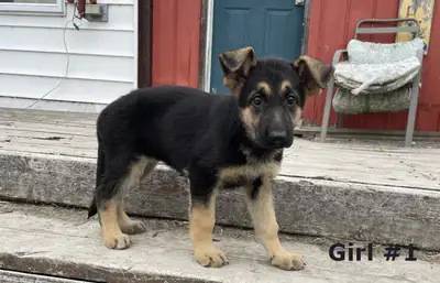 Purebred German Shepherd puppies., View more
