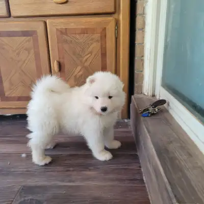 CKC Registered Purebred Samoyed Puppies, View more