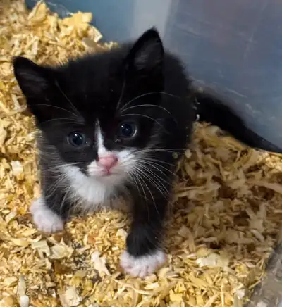 Rescue Kittens by donation, View more