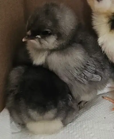 Olive Egger Chicks, View more
