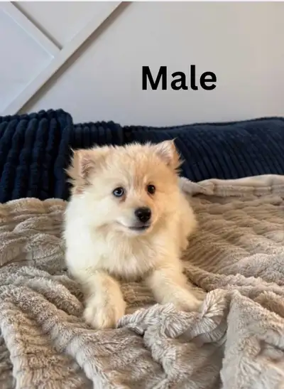 Pomsky (Mini Husky) puppies, View more