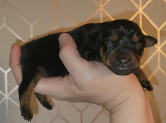 Miniature Pinscher pups in Dogs & Puppies for Rehoming in Winnipeg - Image 2