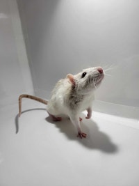 Red Rattery ADOPTIONS open Delta/Surrey/Langley Greater Vancouver Area Preview